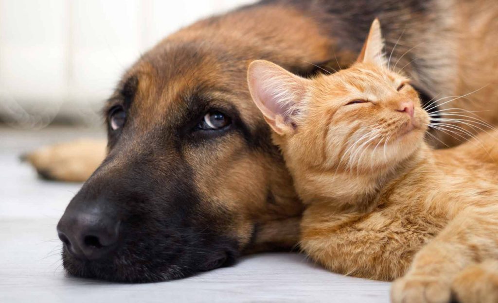 نگهداری سگ و گربه با هم در خانه – ایجاد دوستی